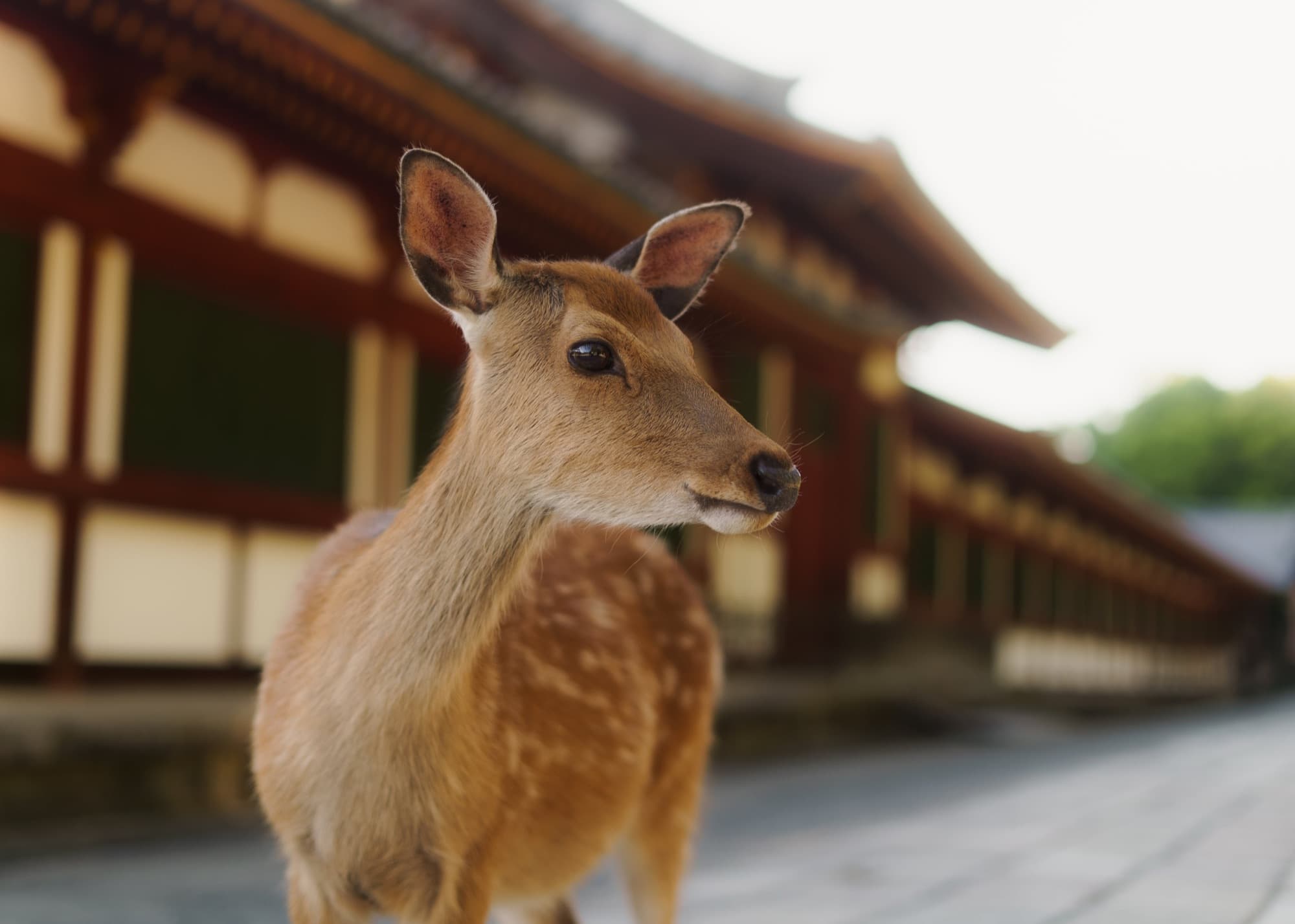 Japan - Nara 4
