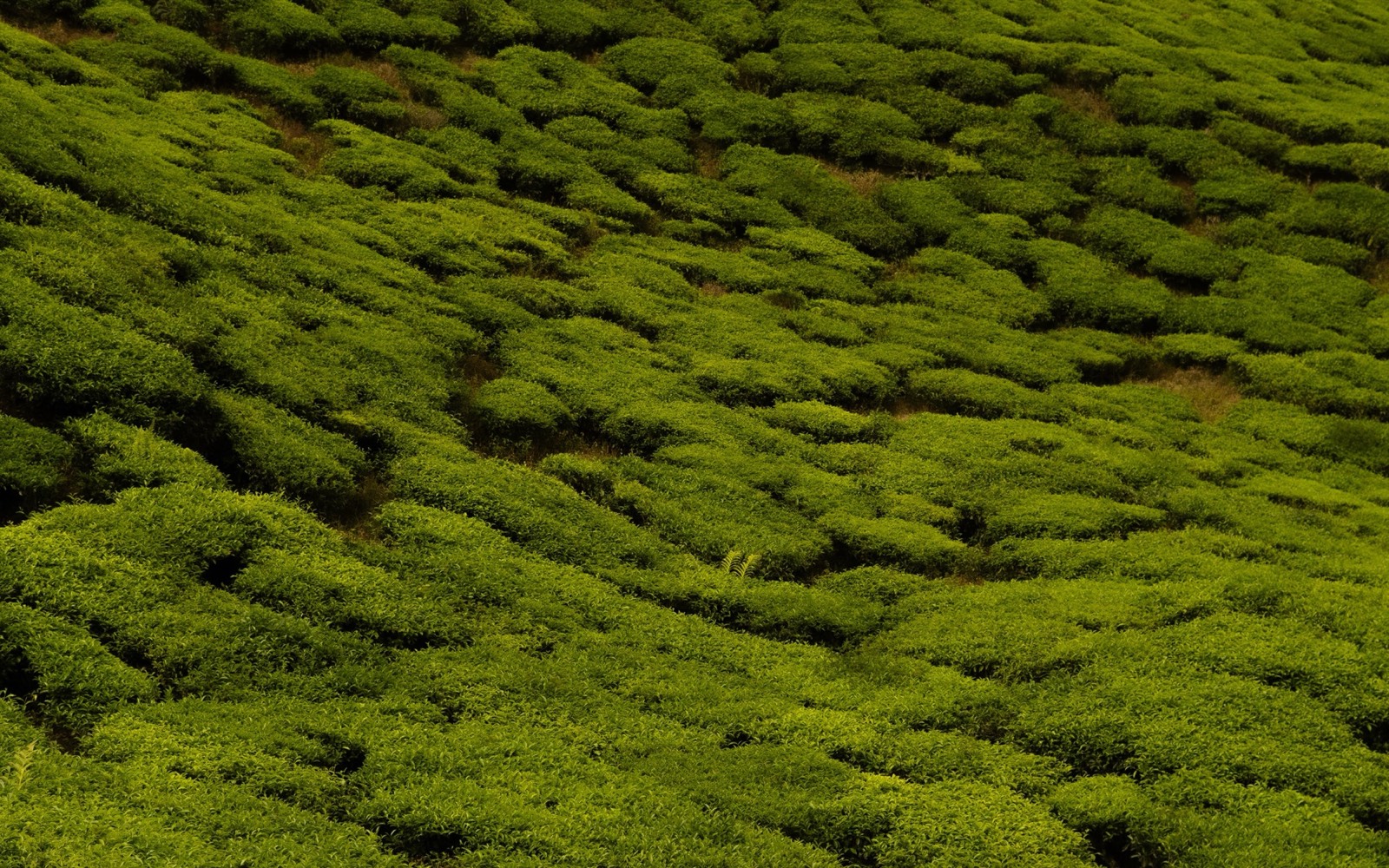 Malaysia